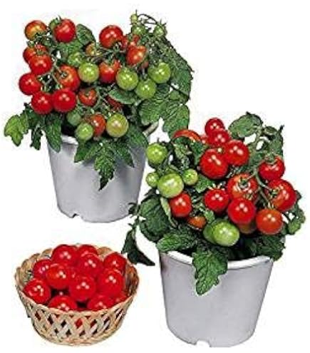 Amazon.com : BHN 444 Tomato Seeds (45 Seeds) Seeds for